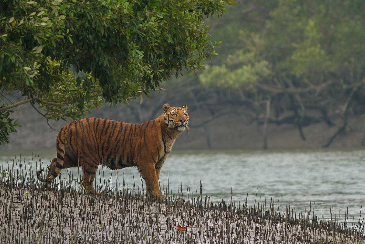 Sundarban Image